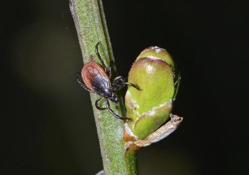Ixodes ricinus